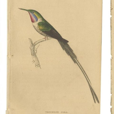 Set of 7 Antique Bird Prints, Harlequin Hummingbird, by Jardine '1837', close-up 1