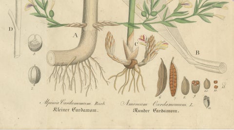 Antique Cardamom Botanical Print, Elettaria & Amomum Species, c.1831, close-up 4