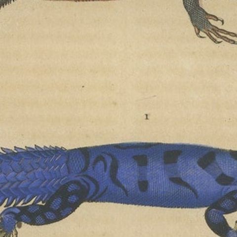 Old Hand-colored Print of Lizard species, Head and Scale, close-up 2