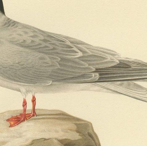 Antique Bird Print of the Arctic Tern by Von Wright, 1929, close-up 2