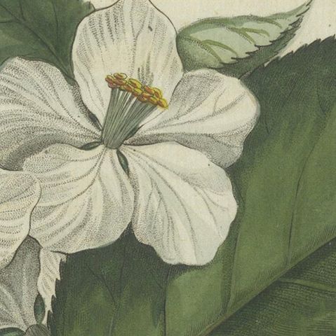 Botanical Study of an Apple and Blossoms: Hand-Colored 19th-Century Engraving, close-up 4