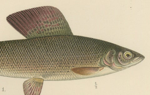 Scandinavian Fishes: Grayling and Whitefish in Exquisite Lithographic Detail, close-up 1