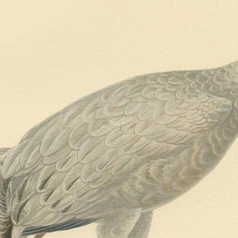 Antique Bird Print of the Common Crane 'Male' by Von Wright, 1929, close-up 2