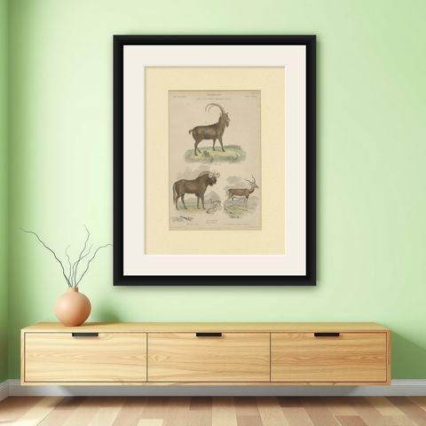 Pl. 19 Antique Print of a Goat, Gnu and Antelope by Richardson 'circa 1860', shown framed on a wall