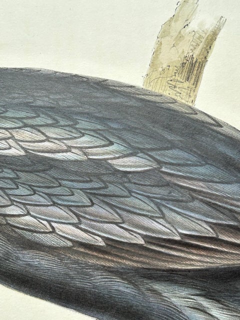 Little Cormorant, Antique Bird Lithograph by John Gould, c.1832, view 7
