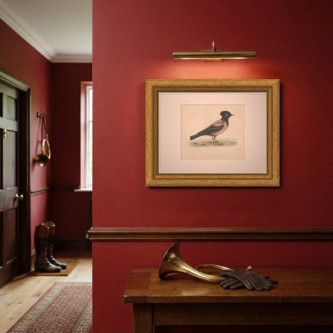 Rose Colored Pastor or Rosy Starling, Antique Hand Colored Print, 1896, shown framed on a wall