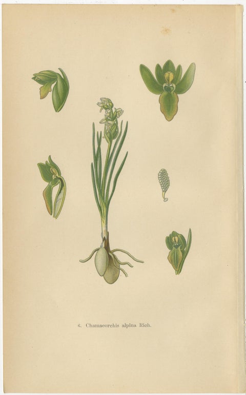 Alpine to Woodland: The Orchid Spectrum of 1904 in Antique Prints, view 2