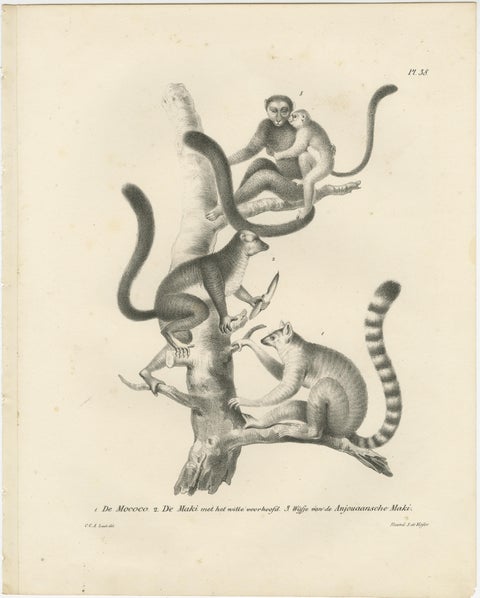 Golden-crested, Lion Tamarin & Lemur Species, Lithographs by C.C. Last, 1836, view 3
