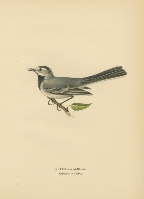 Minimalist Nordic Bird Lithograph Pair, Scandinavian Natural History, 1929, close-up 1