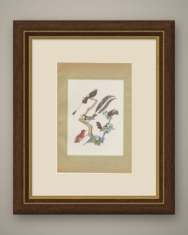 Racket-Tailed Motmots and Kingfishers, Brazilian Bird Print, Descourtilz, 1944, shown framed