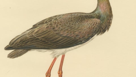 Black Stork Ciconia Nigra - Antique Scandinavian Bird Lithograph, 1929, close-up 2