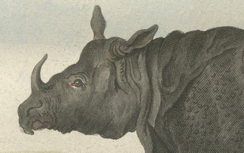 Striking Antique Rhinoceros Engraving, Buffon Hand-Coloured Print Amsterdam 1769, close-up 5