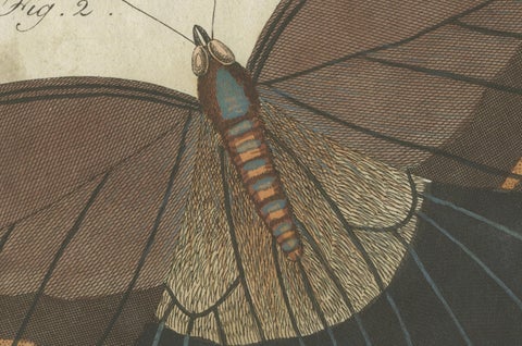 Forest Giant Owl Butterfly (Caligo eurilochus) from Suriname, Published in 1802, close-up 4