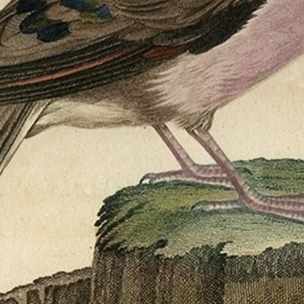 Original Handcolored Bird Print of a Male Turtle Dove, 1801, close-up 2