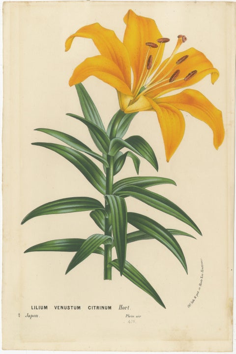 Exquisite Hand-Colored Lily Prints: Botanical Study of Lilium Species from Japan, view 3