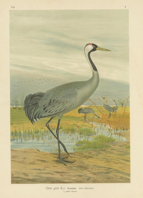 Majestic Common Crane in Wetland Landscape, Antique Bird Chromolithograph, 1880, close-up 1