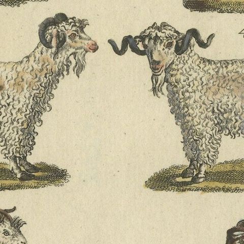 Antique Handcolored Engraving of Domestic Goats, c.1800, close-up 6