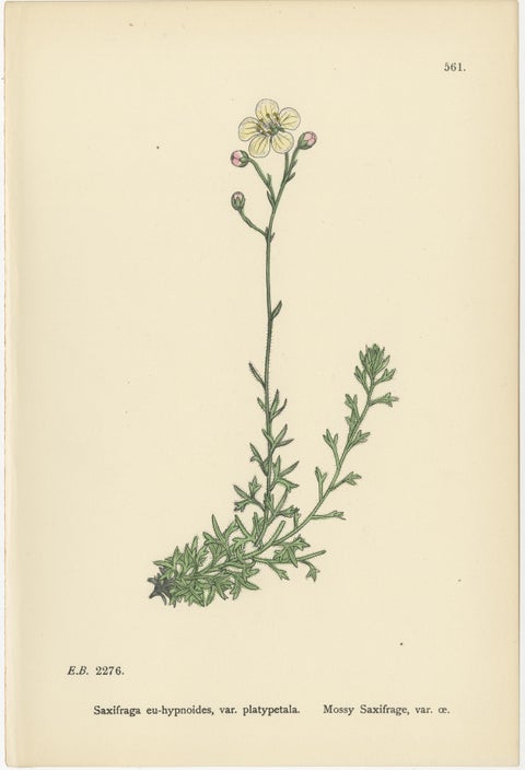 Hand-Colored Botanical Engravings of Irish and Mossy Saxifrages, 1902, view 3