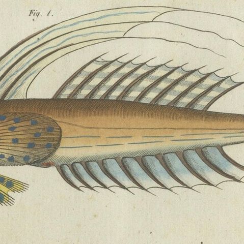 Vibrant 1805 Handcolored Engraving of Rare Fish Species from Bertuch's Work, close-up 4