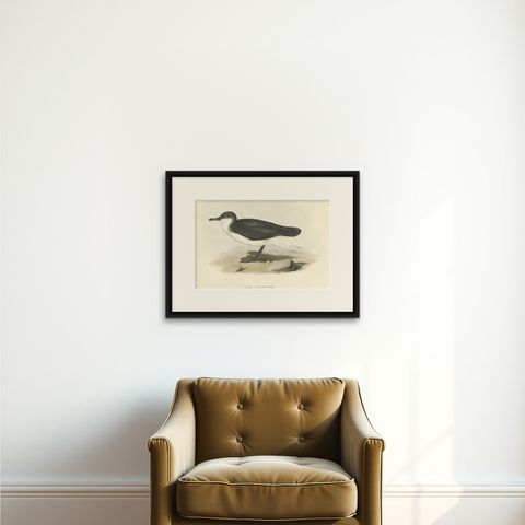 Dusky Shearwater, Antique Bird Lithograph by John Gould, c.1832, shown framed on a wall
