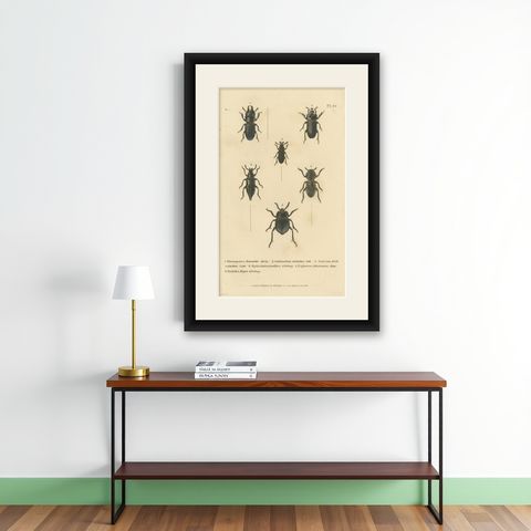Beetles of the Early 19th Century: A Cuvier Collection from 'The Animal Kingdom', shown framed on a wall