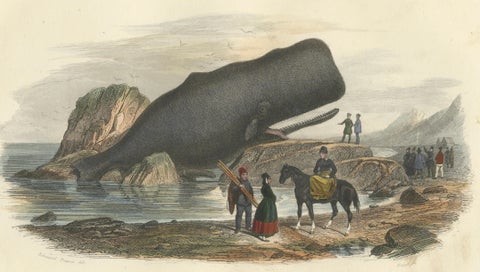 Le Physale Cylindrique (Sperm Whale), Hand-Colored Engraving, 1840, close-up 1