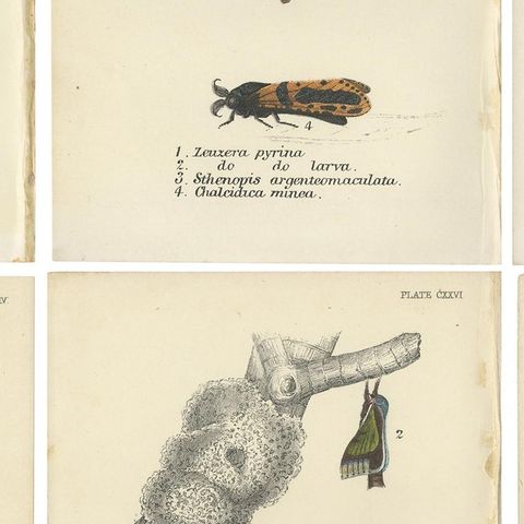 Set of 6 Antique Prints of Various Moths by Lloyd (Circa 1897), close-up 2