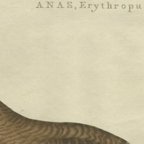 Antique Bird Print of the Greater White-Fronted Goose by Sepp & Nozeman, 1797, close-up 1