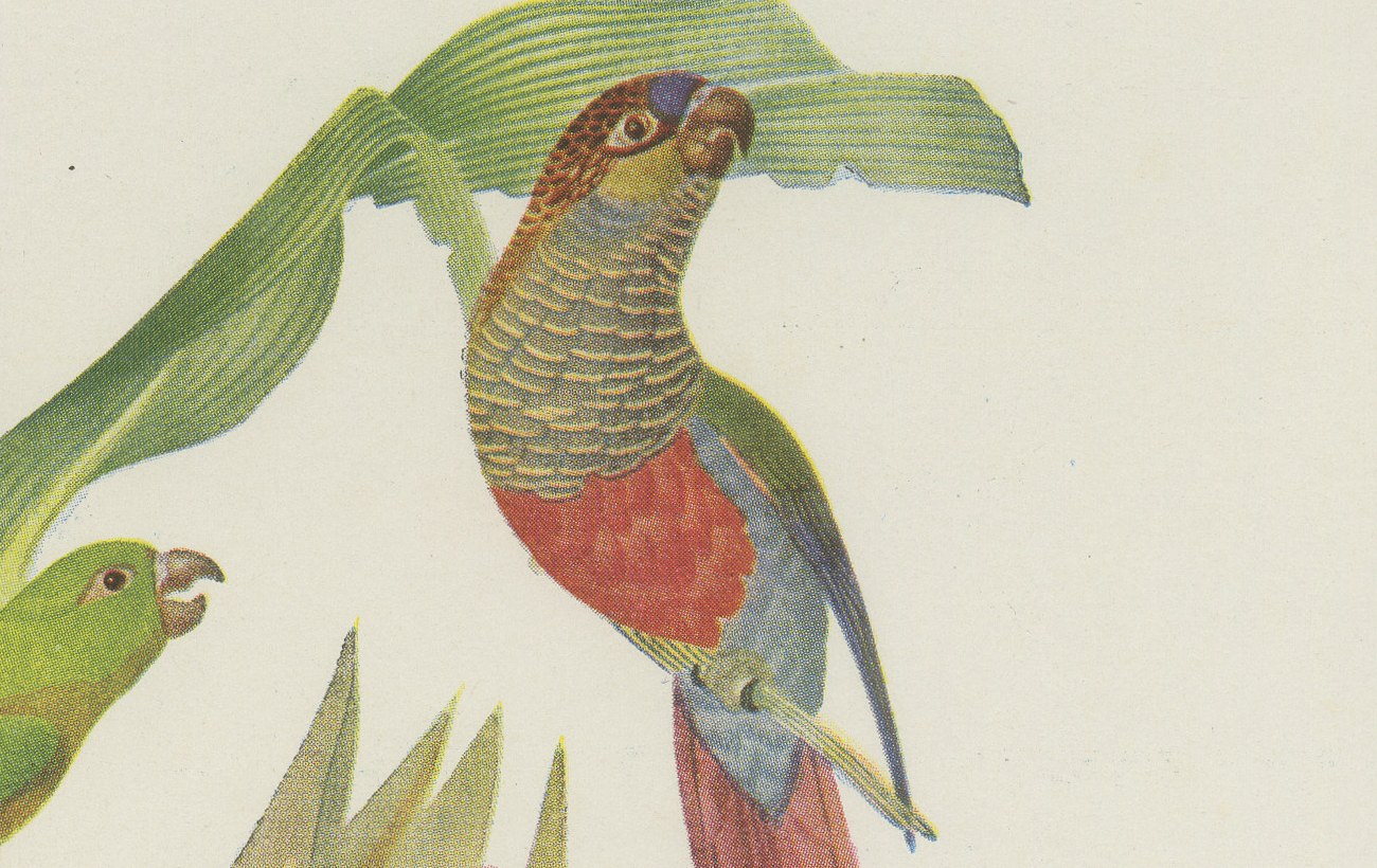 Conures and Parakeets, Brazilian Bird Print, Descourtilz, 1944, view 3