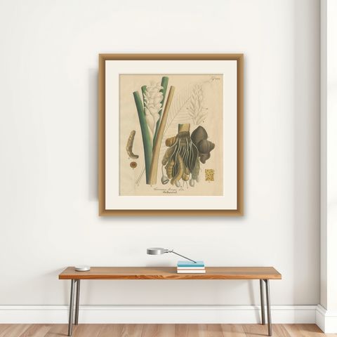Antique Turmeric Botanical Print, Curcuma Longa, Hand Colored, c.1831, shown framed on a wall