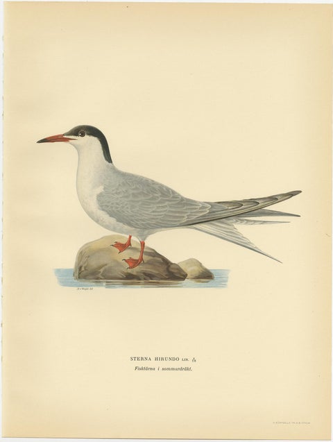 Antique Bird Print of the Common Tern 'summer' by Von Wright, 1929, view 2