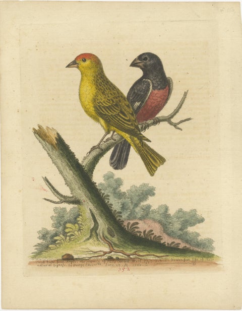 Antique Bird Print of Small Birds from Angola, view 2