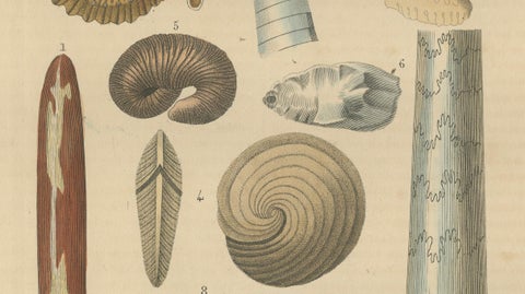 Ancient Marine Life: Handcolored Fossils of Cephalopods and Corals, 1845, close-up 2