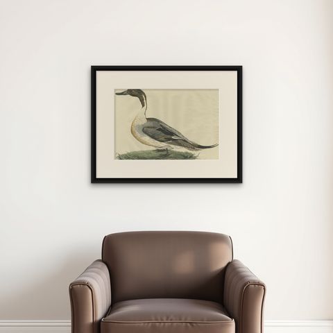 Northern Pintail Drake - Antique Bird Engraving by Nozeman and Sepp, 1789, shown framed on a wall