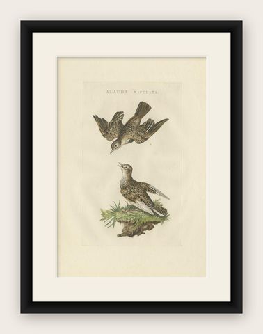 Eurasian Skylark, Antique Bird Engraving by Nozeman and Sepp, 1809, shown framed