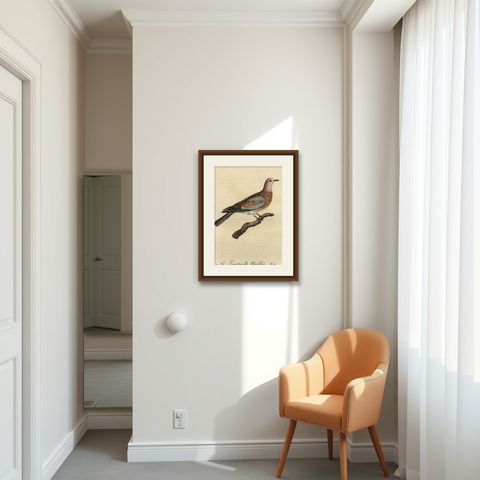 Original Antique Handcolored Bird Print of a Male Laughing Dove, 1803, shown framed in a room