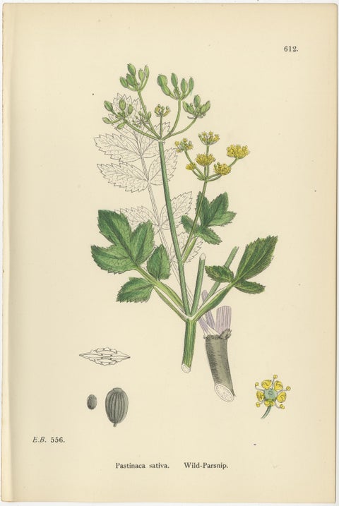 Four Antique English Botanical Herb Prints, Elegant Green Umbellifers, 1902, view 4