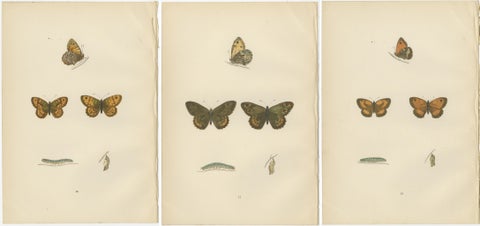 Metamorphosis Montage: The Lepidopteran Lifecycle, 1890, view 5