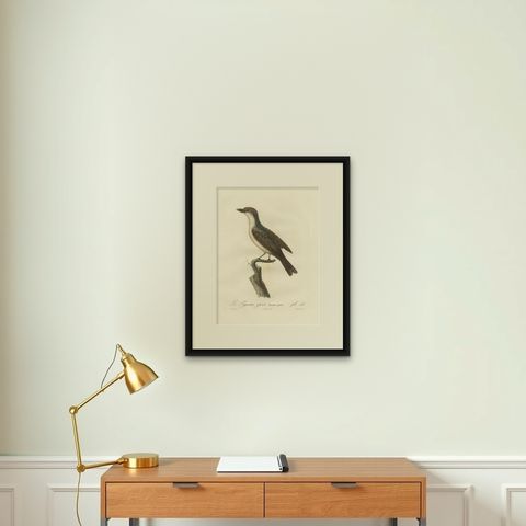 1807 Gray Kingbird Print - 'Le Tyran Gris' Antique Ornithological Illustration, shown framed on a wall