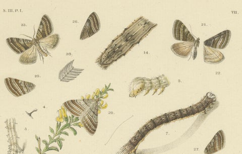 Antique Moth Pair Xylina Lambda Ortholithia by Sepp & Brants - Handcolor, 1905, close-up 5