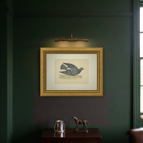 Rock Dove Crouching on a Rocky Ledge, Hand Colored Pigeon Print, Morris, 1896, shown framed on a wall