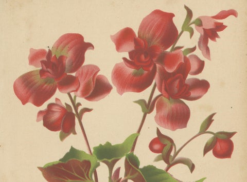 Hybrid Begonia Botanical Illustration by Louis van Houtte, 19th Century, close-up 2