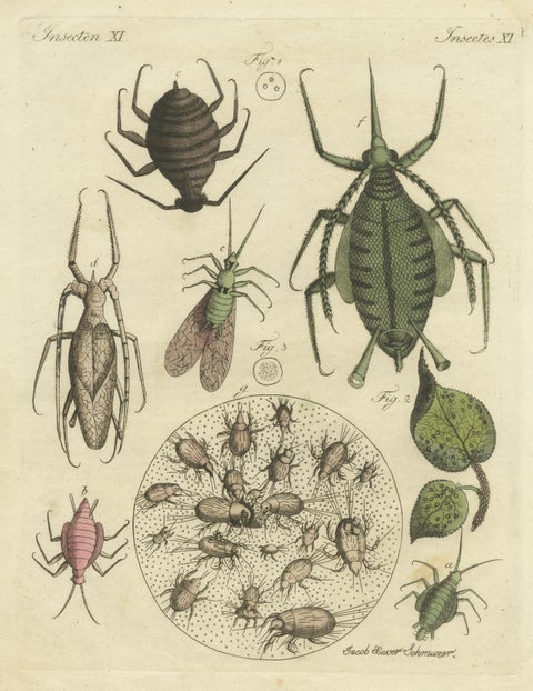 Original Antique Print of Aphid and other Insects, view 3