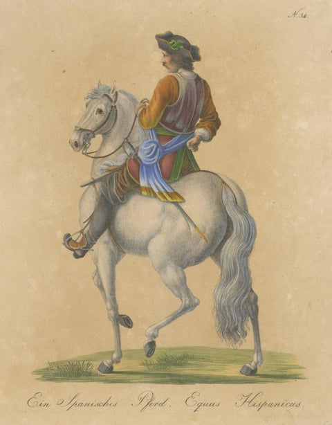 Antique Andalusian Horse Lithograph by Brodtmann, Equus Hispanicus, 1816, close-up 1