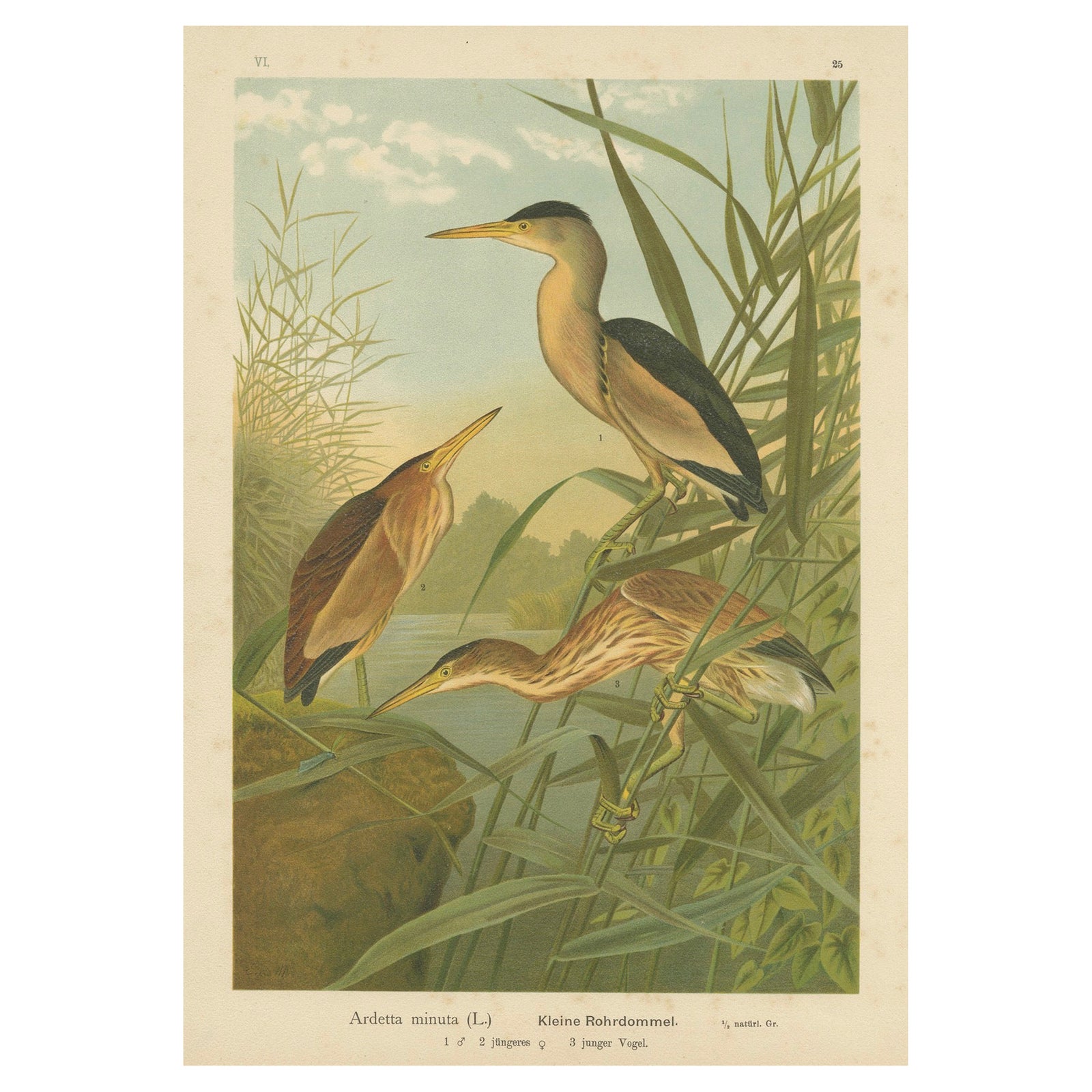 Bitterns in Reeds, Antique 19th Century Bird Chromolithograph of Little Bittern