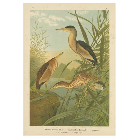 Bitterns in Reeds, Antique 19th Century Bird Chromolithograph of Little Bittern