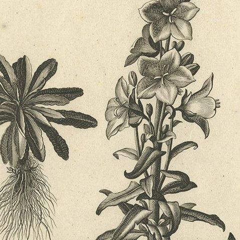 Antique Botany Print of Campanula Americana by Dodart 'circa 1680', close-up 1