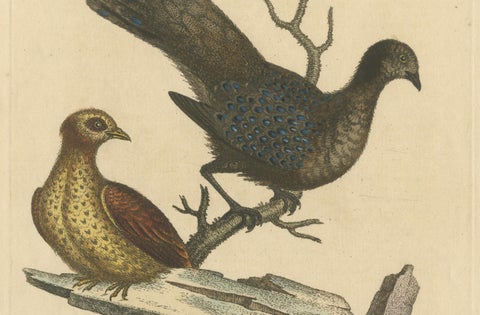 Grey Peacock-Pheasant Hen: A 1746 Engraving by George Edwards, close-up 4