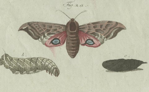 Unique Entomology Study - Hand-Colored Butterfly Prints Published in ca.1780, close-up 4