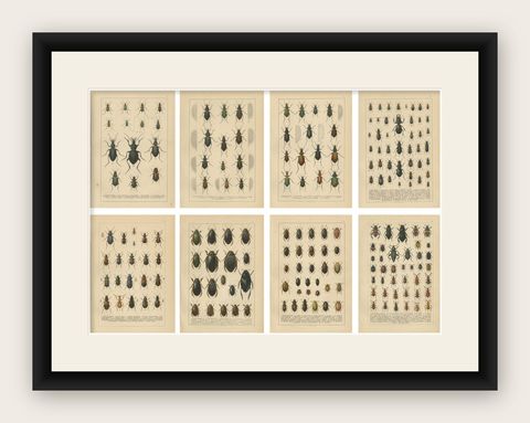 Decorative Antique Beetle Prints, European Coleoptera Plates, Entomology 1893, shown framed